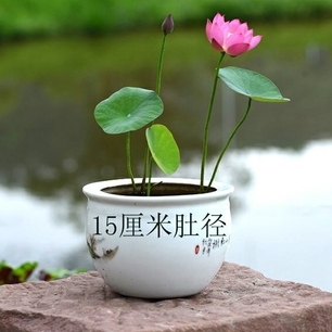 碗莲种藕鞭微型迷你小荷花块根茎带芽苞四季开花水生植物室内外花