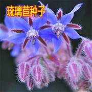阳台庭院香草植物种子琉璃苣，种子蓝色琉璃，花芳香花卉可食用