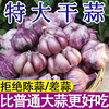 金乡大蒜 新鲜干大蒜头5斤装蒜籽2022当季蔬菜紫皮特大10斤
