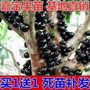 嘉宝果树苗树葡萄苗正宗台湾树，葡萄沙巴四季盆栽南北种植当年结果