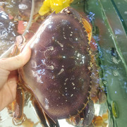 珍宝蟹鲜活青岛海鲜水产超大面包蟹冰鲜海蟹，非梭子蟹红膏蟹商用