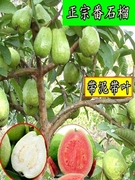 台湾番石榴芭乐果苗果树，苗木水果树苗南盆栽，接嫁木苗种植当年结果