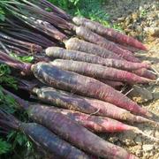紫胡萝卜种子四季高甜农家水果胡萝卜萝卜产种籽庭院蔬菜种子