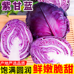 云南紫甘蓝新鲜莲花白包菜农家自种卷心菜蔬菜脆嫩爽口沙拉椰菜