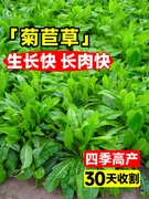 将军大叶菊苣草种籽多年生牧草种子，四季养殖猪鸭鹅鸡兔牛羊猪草孑