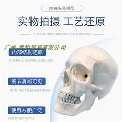 医学人体头骨模型仿真头颅骨模型神经科模型骷髅模1 1t