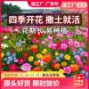 野花组合花种籽子波斯菊，格桑花种子四季除虫菊，太阳花种孑虞美人