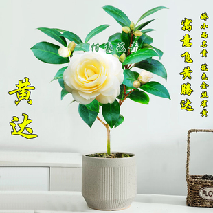 黄达山茶花盆栽金丝雀黄色稀少品种室内植物阳台，花卉庭院绿植名贵