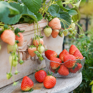 种花王大爷 奶油草莓苗盆栽阳台植物四季食用水果红颜草莓种植苗