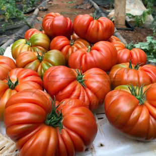 牛排番茄种子四季巨型超大传统毛粉西红柿苗沙瓤，蔬菜种籽春季种孑