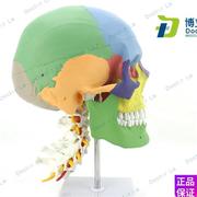 彩色人体头颅骨模型头骨色性分离模型仿真头骨带颈椎模型p1 1