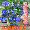 2颗盆栽蓝莓苗蓝莓树苗，蓝莓盆栽苗，蓝莓结果苗南方北方品种