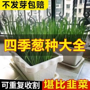 四季小香葱种籽葱种子，阳台盆栽菜种籽红葱头，种苗火葱种籽蔬菜大全