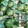 台湾苹果丝瓜种子可生吃短棒肉，丝瓜菜瓜种籽高产四季盆栽蔬菜种子