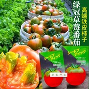 绿冠番茄种子早熟皮厚硬果草莓番茄深粉红色高圆型大果西红柿种籽
