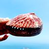 天然鲍鱼壳饰品海螺贝壳摆件收藏标本饰N品鱼缸造景地中海风