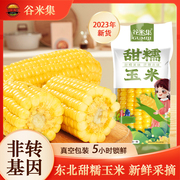 新摘东北甜糯黄玉米棒真空包装10棒粘糯玉米棒黄糯苞米新鲜甜玉米
