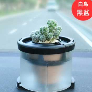 汽车植物摆件车载氧吧车栽真花绿植养花器车内空气净化器吸甲醛