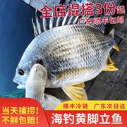 阳江海陵岛特产海鲜野生黄脚立鱼黄翅鱼海腊鱼海鲫鱼黄立鱼 500g
