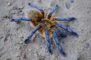 南非蓝腿巴布HP2cm 蜘蛛活体宠物蜘蛛无毒超大活物火玫瑰蜘蛛