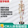 85厘米高人体(高人体)骨骼模型，肌肉韧带四肢关节瑜伽健身馆培训医用小白人