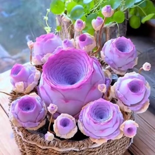紫枫玲山地玫瑰群生多头多肉植物紫色，玫瑰室内阳台办公室盆栽好养