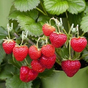 草莓种子开花结果盆栽苗室内室外易活四季阳台蔬果植物水果种籽