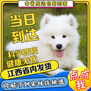 纯种熊版萨摩耶雪橇犬幼犬，纯白色幼犬宠物，狗狗萨摩耶微笑天使训练