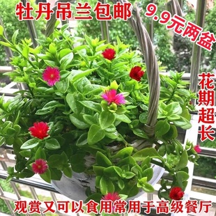 室内 室外 花卉绿植盆栽 牡丹吊兰 太阳玫瑰红宝石吊兰阳台吸甲醛