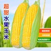 超甜糯水果玉米种子冰糖牛奶春季夏季四季彩色蔬菜早熟白玉米种籽