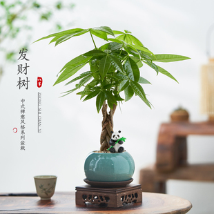 发财树盆栽植物室内客厅，禅意招财树，盆景办公室桌面好养四季绿植