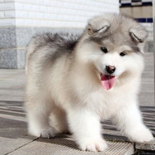 阿拉斯加幼犬纯种活体，哈士奇金毛拉布拉多萨摩耶雪橇犬宠物狗狗