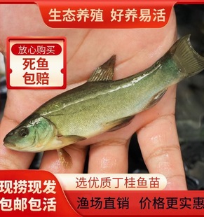 丁桂鱼苗淡水养殖食用欧洲大丁鱥鱼须鱼岁易养活(易养活)丁穗鱼活体小鱼苗