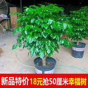 幸福树盆栽植物四季常青办公室内好养盆景，净化空气吸甲醛桌面绿植