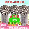 新疆西藏买一发三家庭，蘑菇菌包食用菌，室内蘑菇种植菌棒种