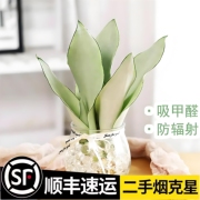 精选白玉兰水培植物盆栽虎皮兰室内绿植花卉客厅办公室净化空气好