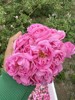 大马士革玫瑰鲜花现摘现发提取当面验收花有问题拒收重补到付