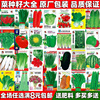 蔬菜种子四季播盆栽阳台庭院生菜，黄瓜辣椒西瓜，南瓜香菜种籽孑大全