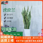 金边虎皮兰虎尾兰绿植室内吸甲醛，植物盆栽花卉，苏州上海同城速递