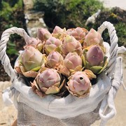 孜孜粉色特选嫩山地小型老桩桃型玫瑰粉色阳台，耶罗多肉植物盆景新