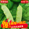 东北一点红油豆角新鲜黑龙江油豆角现摘开锅就烂净重5斤坏果包赔