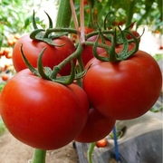 番茄种子苗大西红柿种籽菜苗秧苗子小黑秧大全菜种夏季超甜水果