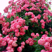 15元3棵棵蔷薇花苗藤本月季爬藤植物庭院阳台玫瑰花苗盆栽四季开