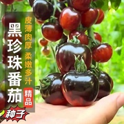 室内番茄种子高产四季小番茄圣女果种籽阳台盆栽水果种子易种