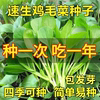 四季上海青鸡毛菜菜籽种子白菜种籽小青菜种孑仔阳台蔬菜种子大全