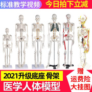 人体骨骼模型仿真人可拆卸全身，小椎间盘医学脊柱小白骨架骷髅玩具