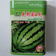 花魁霸王龙西瓜种子 特大椭圆新疆西瓜品种 大红沙瓤 细脆多汁
