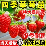 四季草莓苗奶油红颜草莓秧大棚种植草莓盆栽当年结果新苗带土果苗