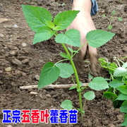 河南五香叶藿香大茴香苗，老根可食用植物盆栽蔬，菜苗草种植猫把蒿霍