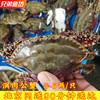 3-9两只北京闪送梭子蟹鲜活海蟹大白蟹飞蟹满肉公螃蟹海鲜水产